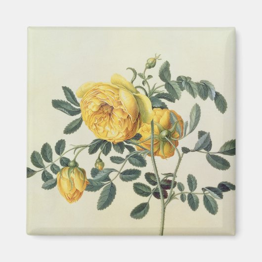 Rosa hemispherica, 18e eeuw magneet (Voorkant)