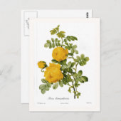 Rosa hemispherica briefkaart (Voorkant / Achterkant)