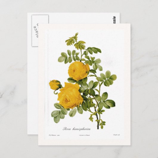 Rosa hemispherica briefkaart (Voorkant / Achterkant)