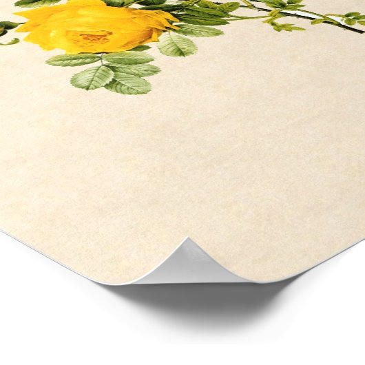 Rosa hemispherica poster (Hoek)