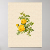 Rosa hemispherica poster (Voorkant)