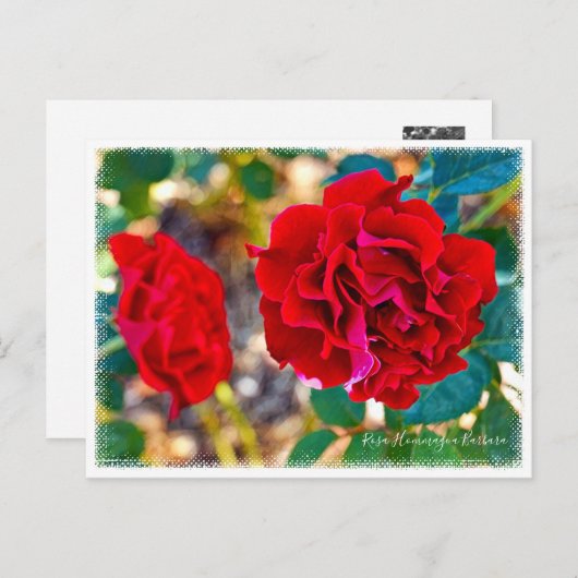 Rosa Hommage a Barbara Briefkaart (Voorkant / Achterkant)