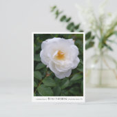 Rosa Iceberg Briefkaart (Staand voorkant)