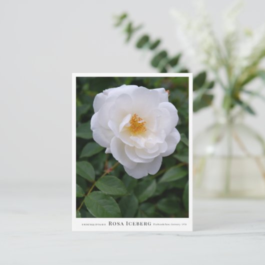 Rosa Iceberg Briefkaart (Staand voorkant)