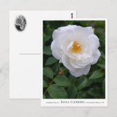 Rosa Iceberg Briefkaart (Voorkant / Achterkant)