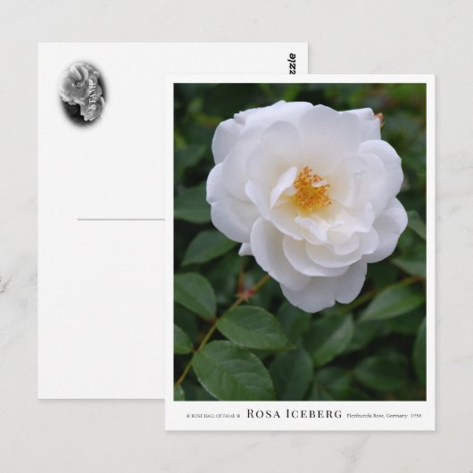 Rosa Iceberg Briefkaart (Voorkant / Achterkant)