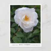 Rosa Iceberg Briefkaart (Voorkant)