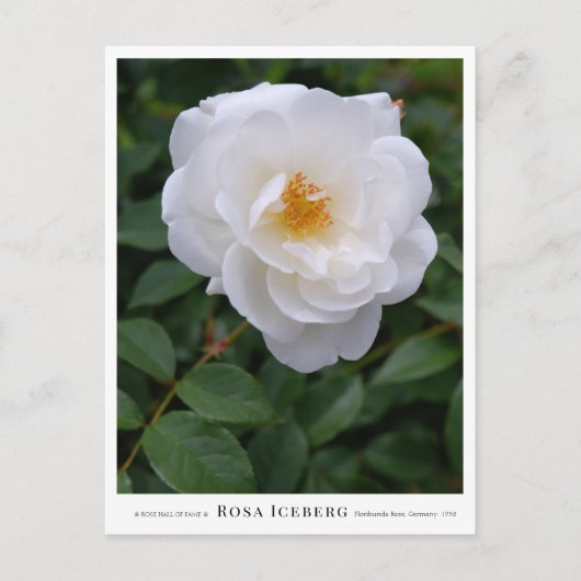 Rosa Iceberg Briefkaart (Voorkant)
