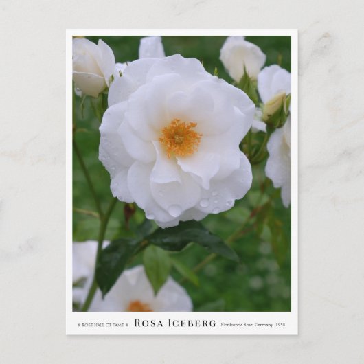 Rosa Iceberg Briefkaart (Voorkant)