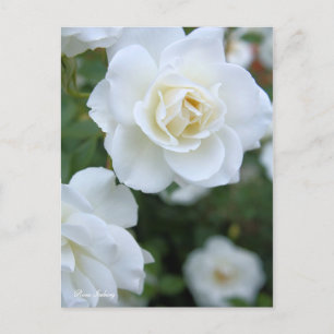 Rosa Iceberg (Briefkaart) Briefkaart