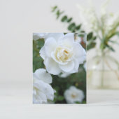 Rosa Iceberg (Briefkaart) Briefkaart (Staand voorkant)
