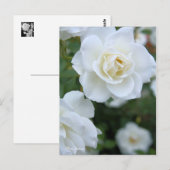 Rosa Iceberg (Briefkaart) Briefkaart (Voorkant / Achterkant)
