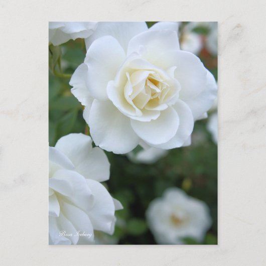 Rosa Iceberg (Briefkaart) Briefkaart (Voorkant)