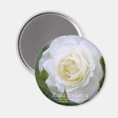 Rosa Iceberg:Round Magnet (Voorkant / Achterkant)
