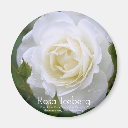 Rosa Iceberg:Round Magnet (Voorkant)