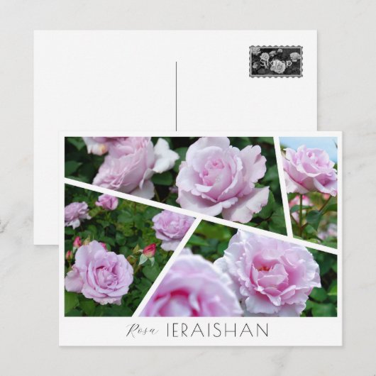 Rosa Ieraishan Briefkaart (Voorkant / Achterkant)