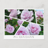 Rosa Ieraishan Briefkaart (Voorkant)
