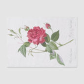 Rosa indica cruneta tissuepapier (Voorkant)