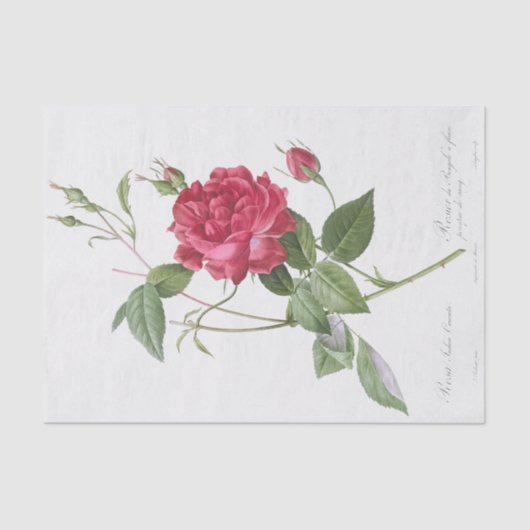 Rosa indica cruneta tissuepapier (Voorkant)