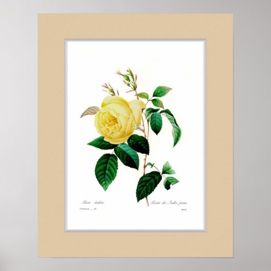 Rosa indica, Douane grens Poster (Voorkant)