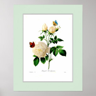 Rosa indica, Douane grens Poster