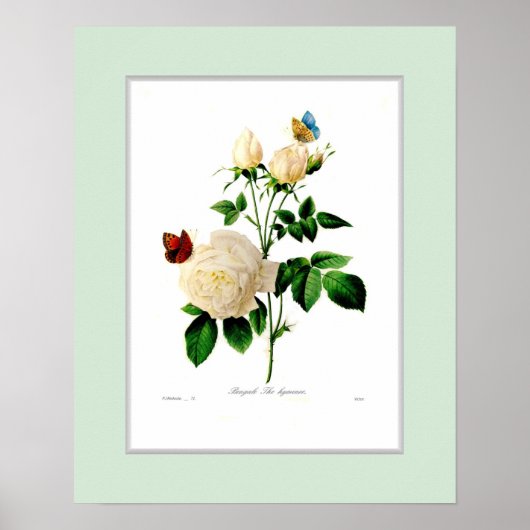 Rosa indica, Douane grens Poster (Voorkant)