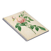 Rosa indica geurstof botanische illustratie notitieboek (Rechterzijde)