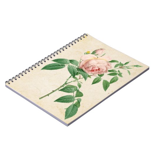 Rosa indica geurstof botanische illustratie notitieboek (Linkerzijde)