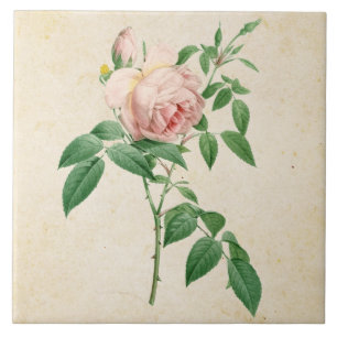 Rosa indica geurstof botanische illustratie tegeltje