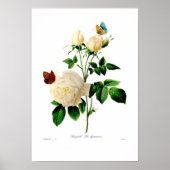 Rosa indica poster (Voorkant)