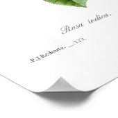 Rosa indica poster (Hoek)