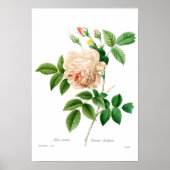 Rosa indica poster (Voorkant)