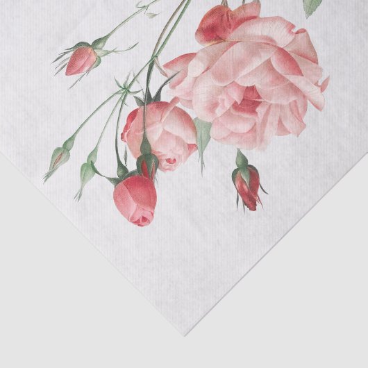 Rosa Indica Vulgaris Tissuepapier (Detail)