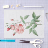 Rosa Indica Vulgaris Tissuepapier (Craft)