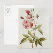 Rosa Indica Vulgaris uit 'Les Rozen' Briefkaart (Voorkant / Achterkant)