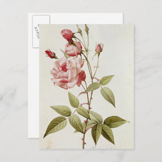 Rosa Indica Vulgaris uit 'Les Rozen' Briefkaart (Voorkant / Achterkant)