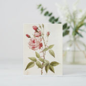Rosa Indica Vulgaris uit 'Les Rozen' Briefkaart (Staand voorkant)