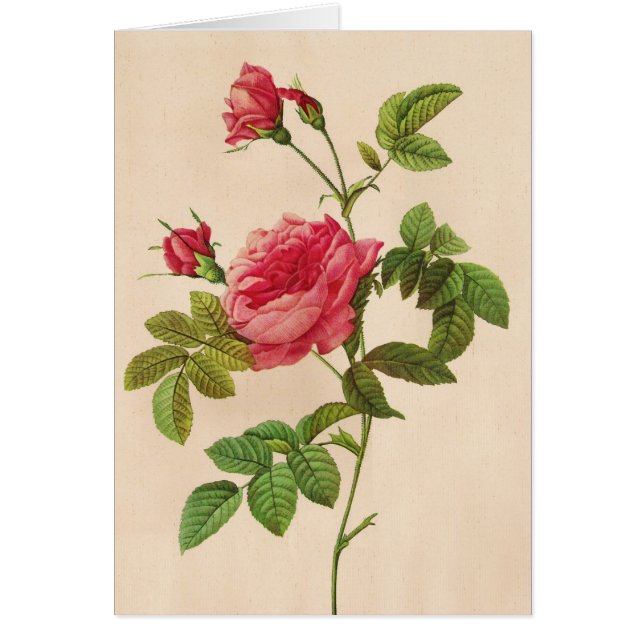 Rosa Inermis, Pierre Joseph Redouté (Voorkant)