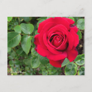 Rosa Ingrid Bergman Briefkaart