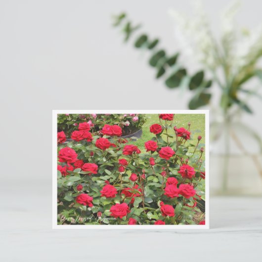 Rosa Ingrid Bergman Briefkaart (Staand voorkant)