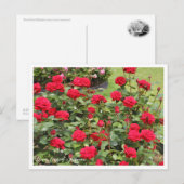 Rosa Ingrid Bergman Briefkaart (Voorkant / Achterkant)