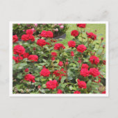 Rosa Ingrid Bergman Briefkaart (Voorkant)