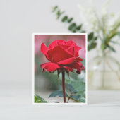 Rosa Ingrid Bergman Briefkaart (Staand voorkant)