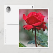 Rosa Ingrid Bergman Briefkaart (Voorkant / Achterkant)