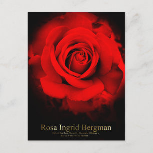Rosa Ingrid Bergman:Briefkaart Briefkaart