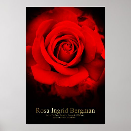 Rosa Ingrid Bergman: Poster (Voorkant)