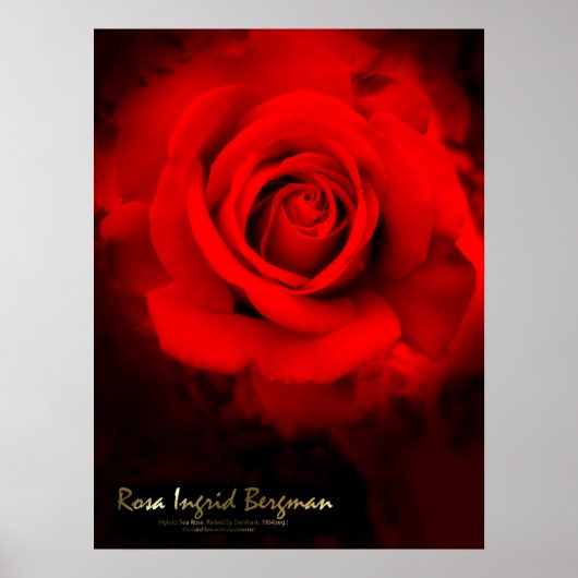 Rosa Ingrid Bergman:Poster Poster (Voorkant)