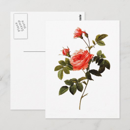 Rosa intermis briefkaart (Voorkant / Achterkant)