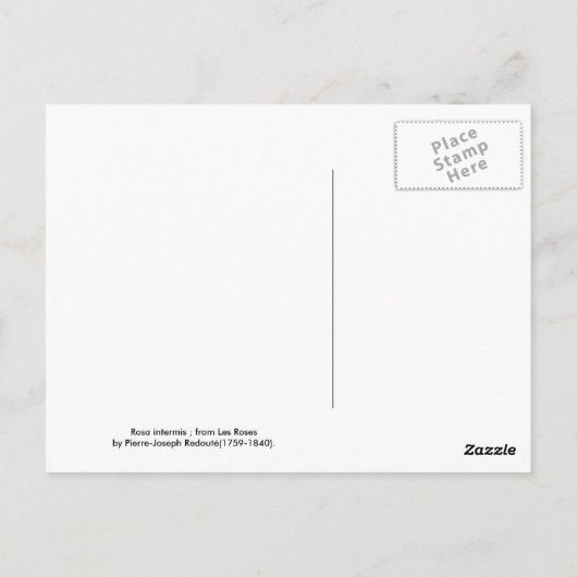 Rosa intermis briefkaart (Achterkant)