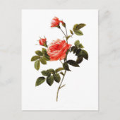 Rosa intermis briefkaart (Voorkant)